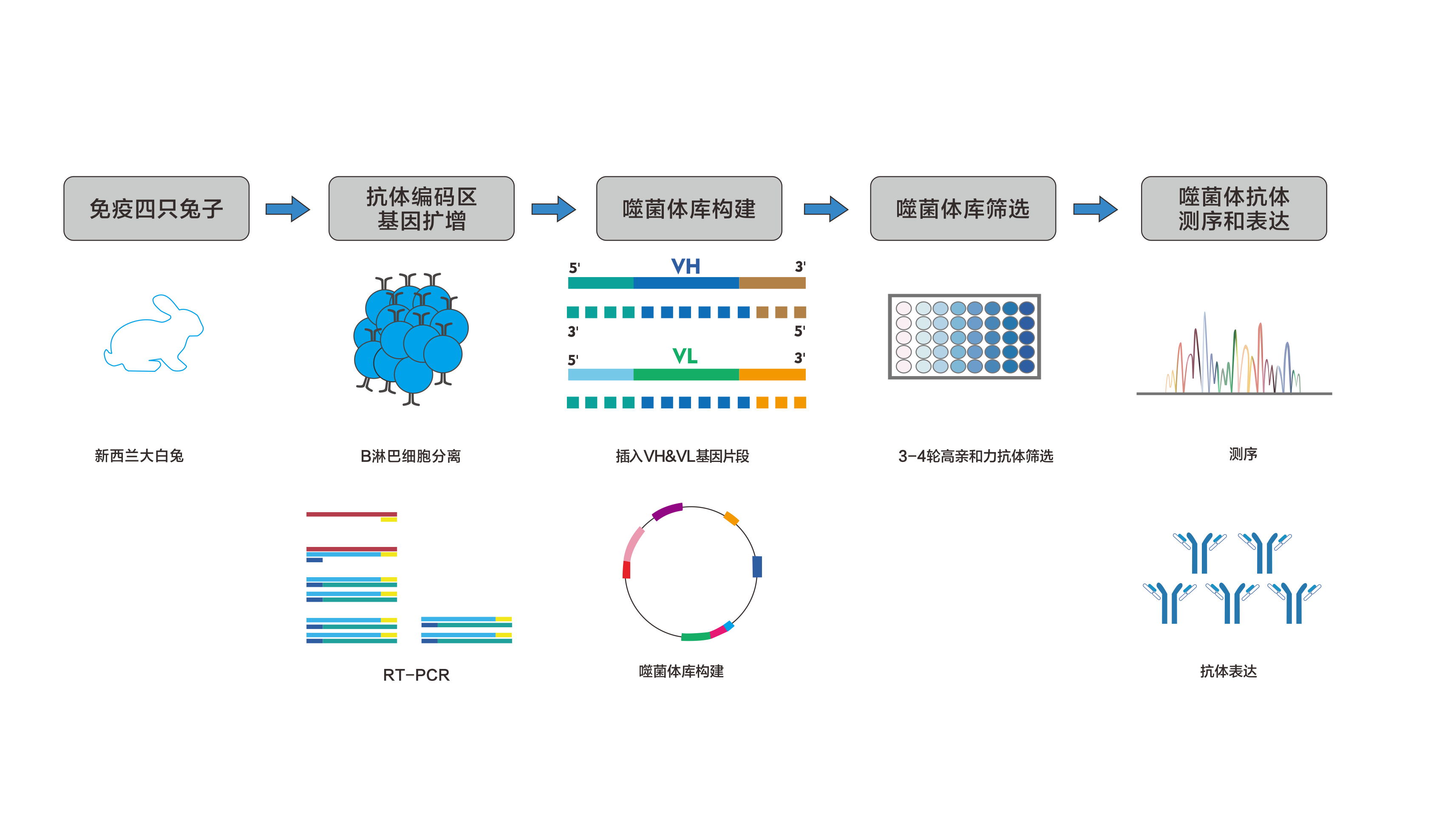 兔单克隆抗体