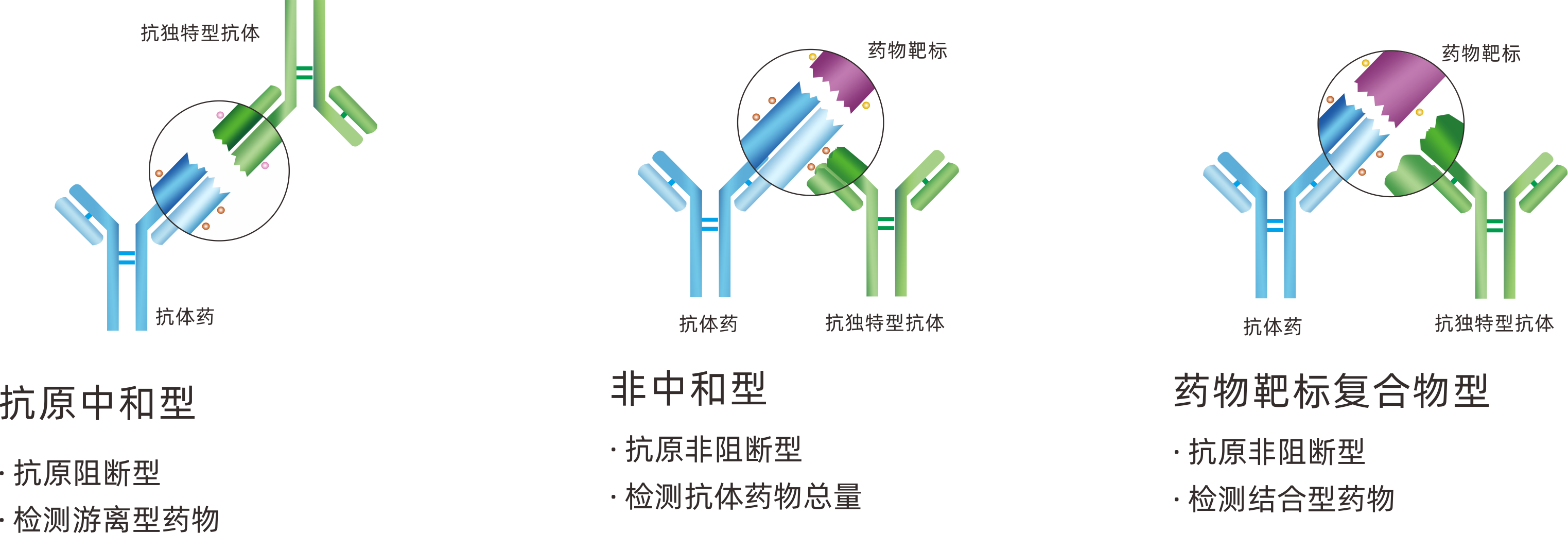 抗独特型抗体制备