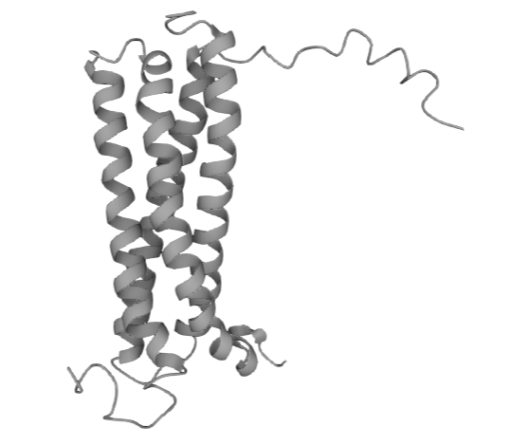 噬菌体展示抗体库构建及淘选