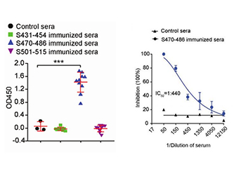成果见刊（IF12）|新冠病毒免疫原性表位和抗体筛选的新方法