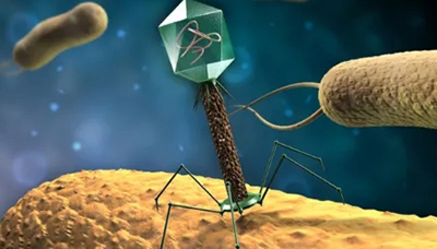 噬菌体展示技术-让你一文读懂噬菌体