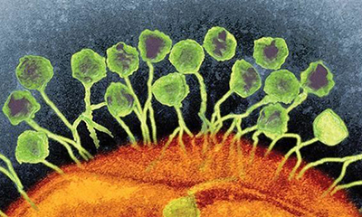 什么是噬菌体?它到底是不是自然界的产物?