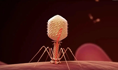 噬菌体为什么长得那么科幻?它一般用来作哪些用途?