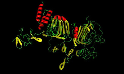 蛋白表达-哪些因素会影响到蛋白表达?