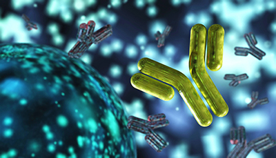 抗体的生物学功能有哪些?它具体有什么用?
