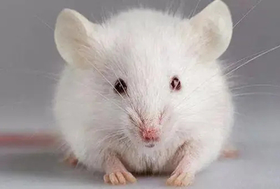 鼠单克隆抗体制备的价格为什么相对高一些?