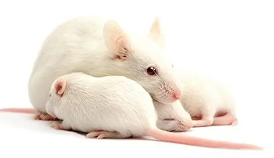 有关鼠单克隆抗体制备的详细过程