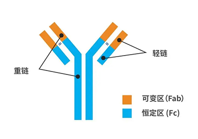 抗体人源化之嵌合抗体的制备原理
