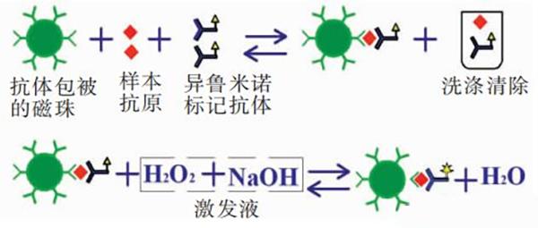 化学发光抗体开发