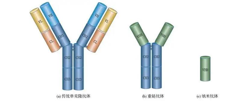 纳米抗体