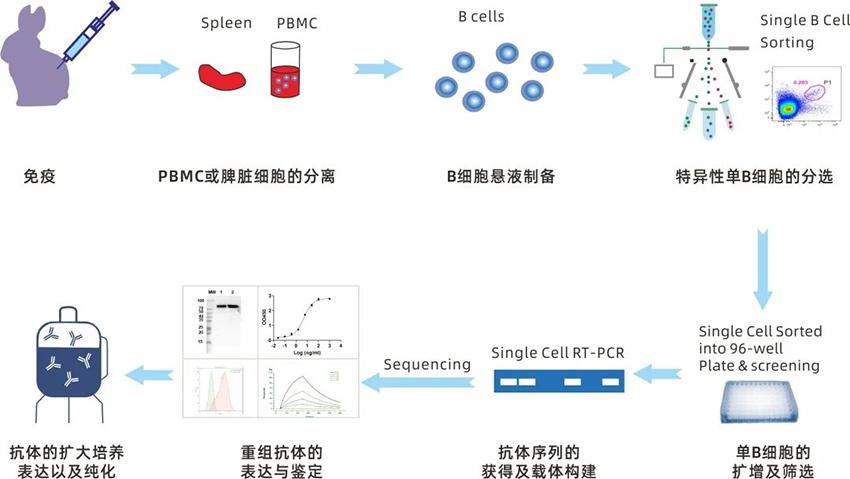 Xten™ Mab Single B