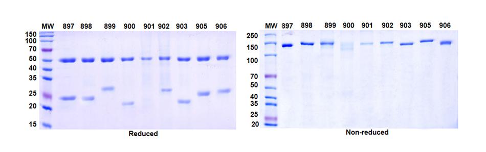 Xten™ Mab Single B