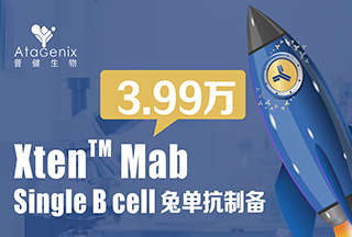Xten Mab Single B cell兔单抗制备