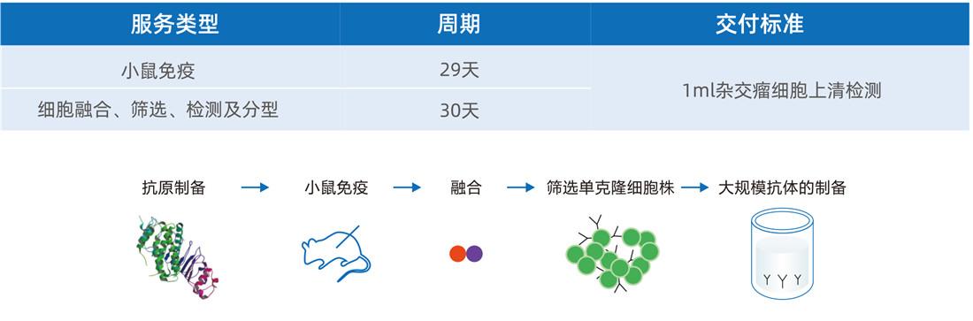 杂交瘤细胞开发-鼠单克隆抗体仅需59天