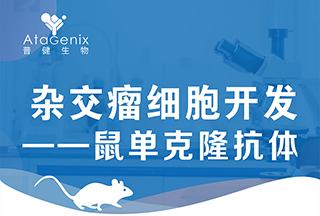 杂交瘤细胞开发-鼠单克隆抗体仅需59天