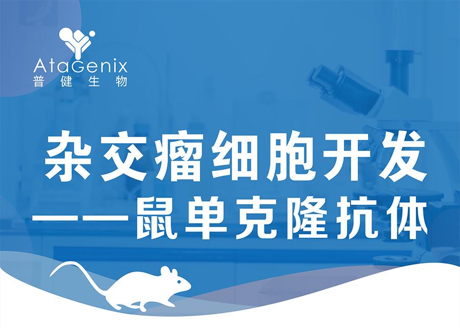 杂交瘤细胞开发-鼠单克隆抗体仅需59天