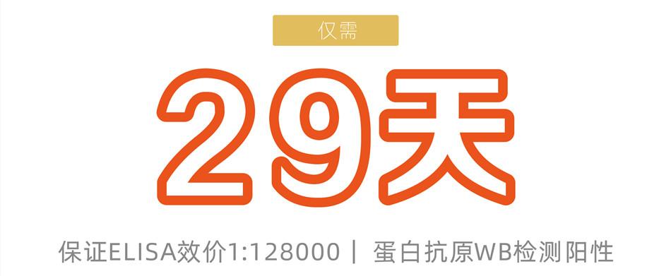 快速兔多克隆抗体定制服务