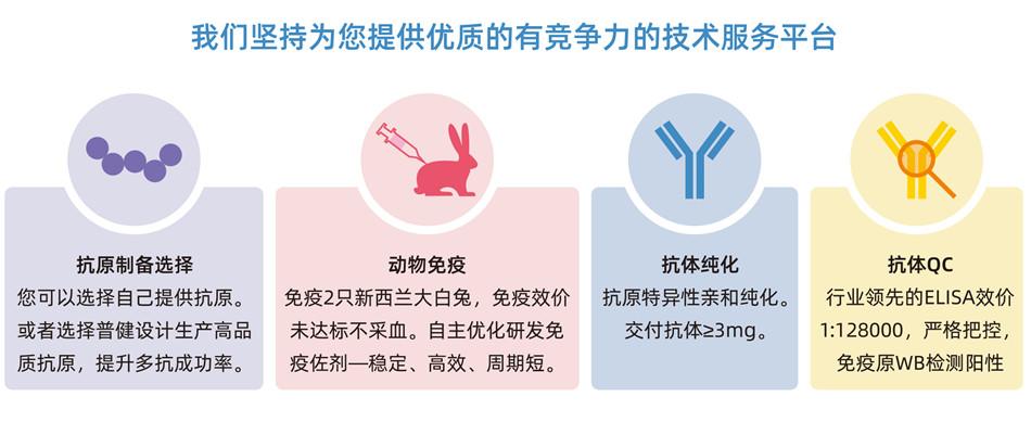 快速兔多克隆抗体定制服务