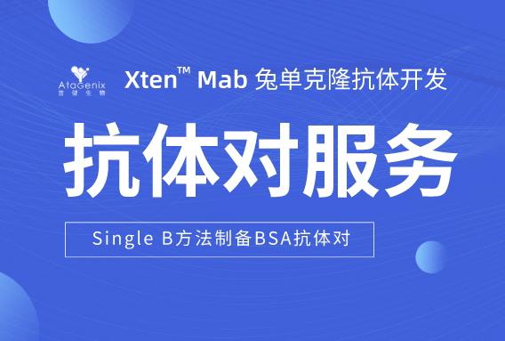 利用Single B方法快速制备高效BSA抗体对的策略