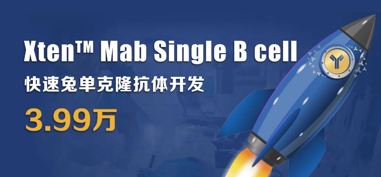利用兔单B细胞技术制备高亲和力、多种表位的抗独特型单克隆抗体