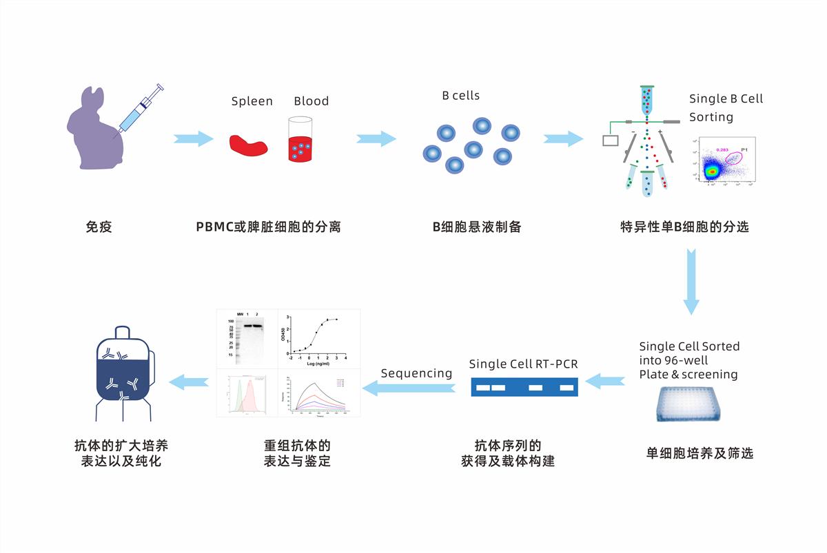 兔单克隆抗体相比鼠单抗存在哪些优势?