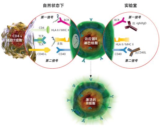 SHP2分子鉴定、重组表达及免疫学研究
