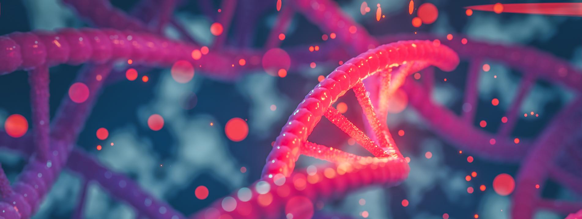 鸡HNF 3β重组蛋白在大肠杆菌中的高效表达及其抗体制备