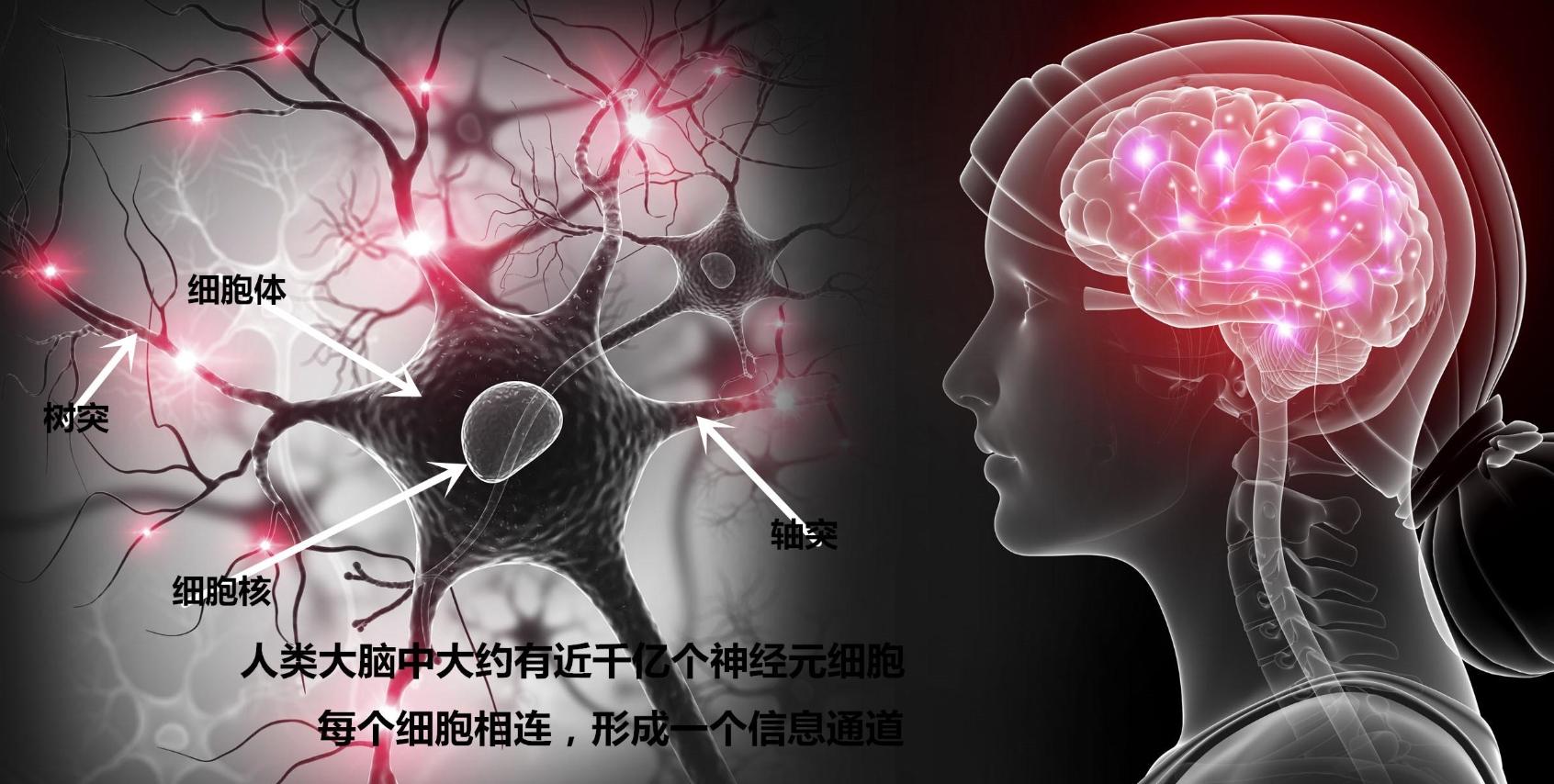 5-HT1A受体拮抗剂对七氟烷致老年认知功能障碍模型大鼠突触可塑性的作用及其机制