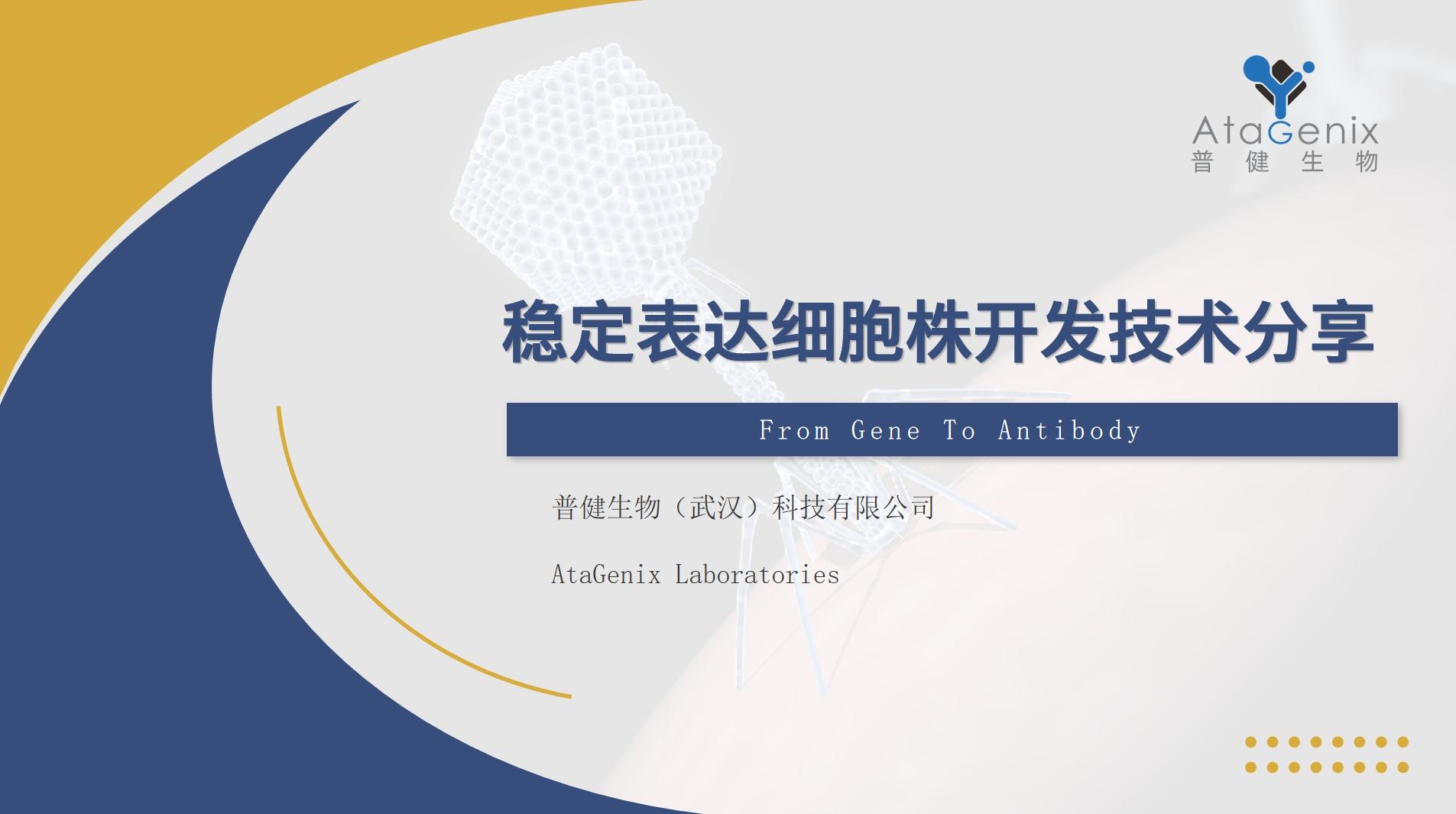 稳定细胞株构建
