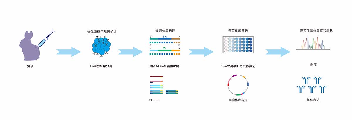 噬菌体兔单克隆抗体开发流程