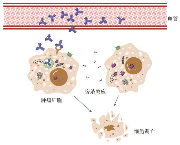 抗体偶联药物的技术及影响其药物效果的关键因素