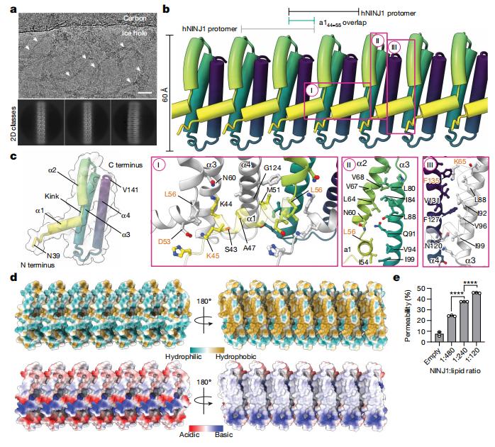 Nature研究揭示：NINJ1抗体阻断膜破裂显著减少组织损伤