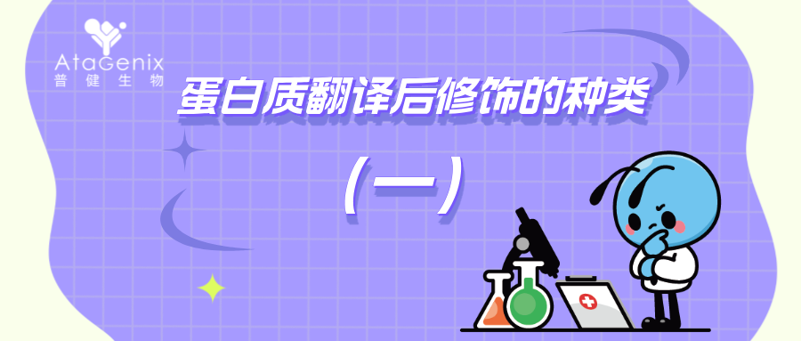 蛋白质翻译后修饰的种类与生物学意义（一）