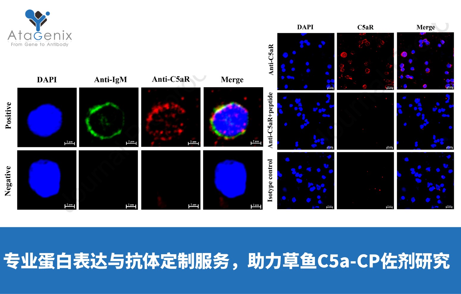 AtaGenix专业蛋白表达与抗体定制服务，助力草鱼C5a-CP佐剂研究