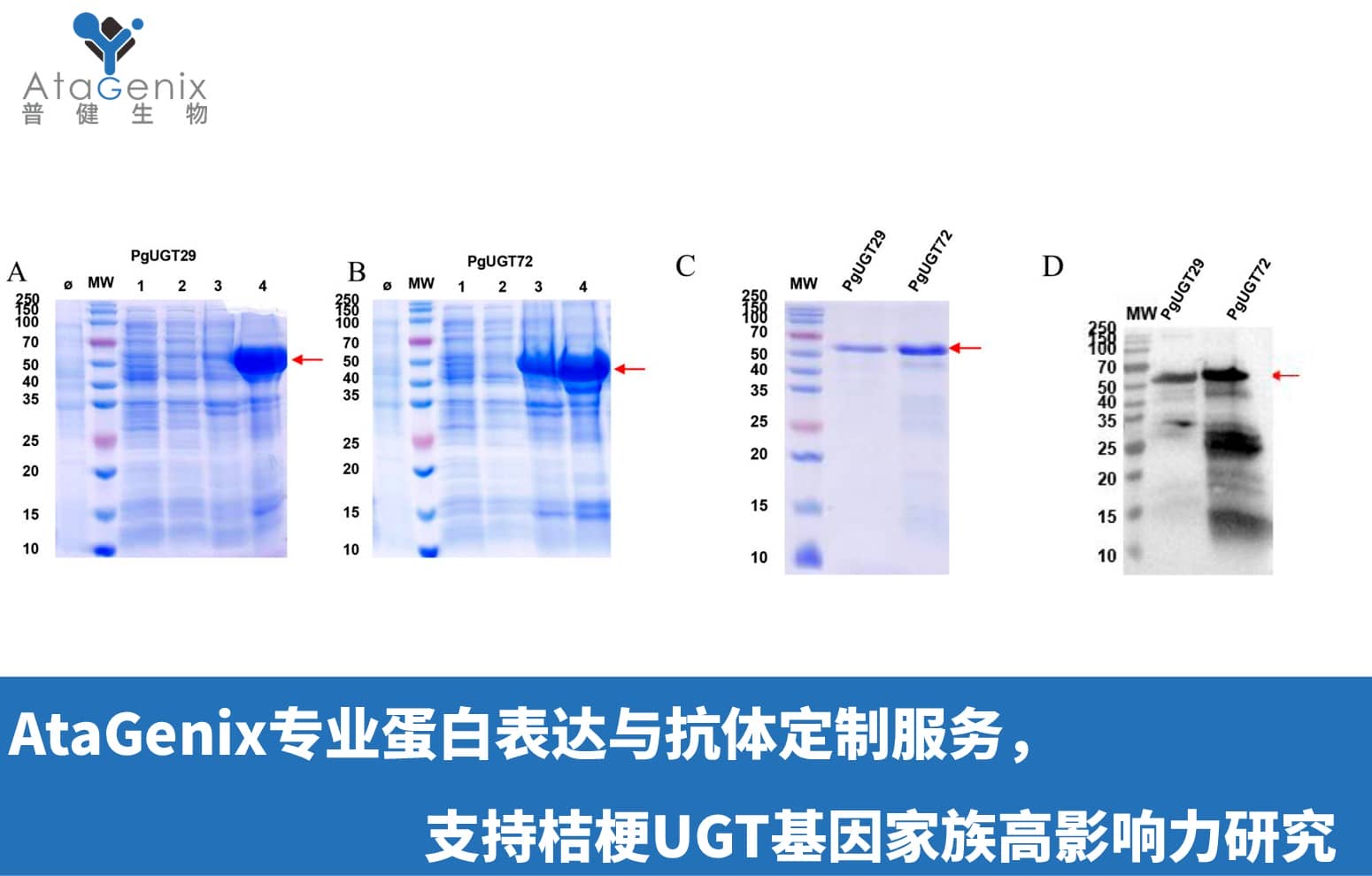 AtaGenix专业蛋白表达与抗体定制服务，支持桔梗UGT基因家族高影响力研究