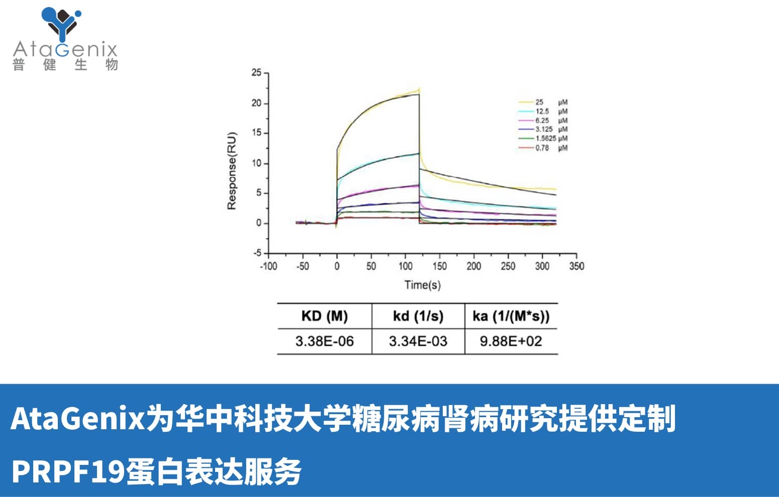 AtaGenix为华中科技大学糖尿病肾病研究提供定制PRPF19蛋白表达服务