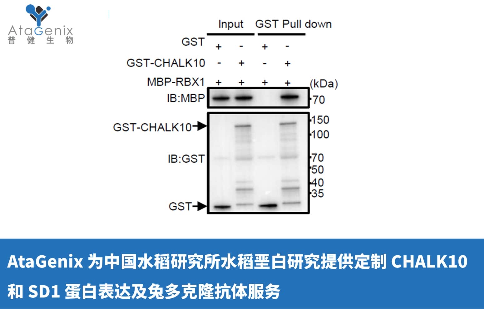 AtaGenix 为中国水稻研究所水稻垩白研究提供定制 CHALK10 和 SD1 蛋白表达及兔多克隆抗体服务