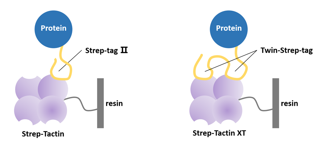 Strep标签纯化原理