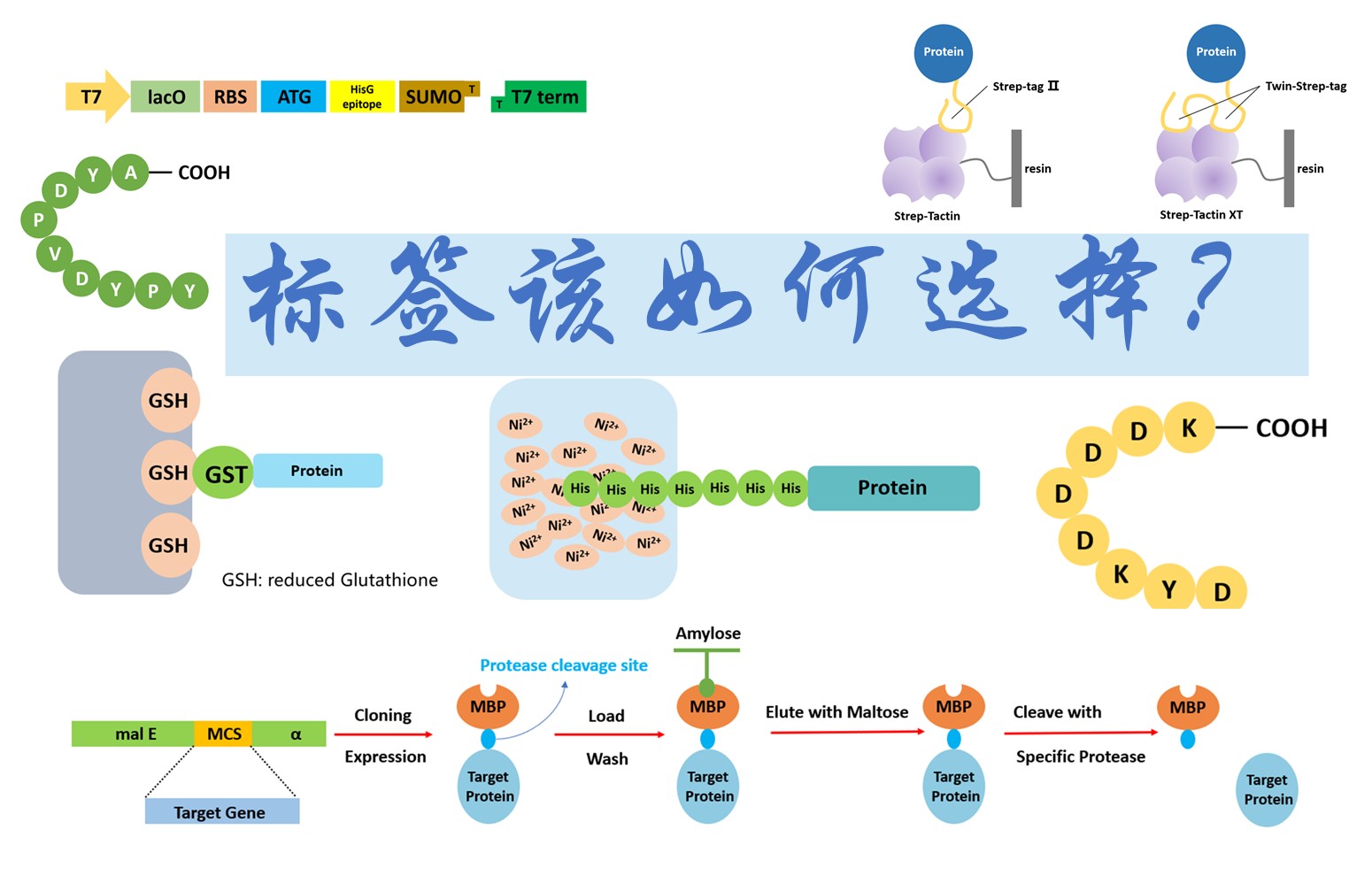 【普健生物知识百科】做蛋白表达别乱加标签！不同标签的优劣和用途一次讲清楚