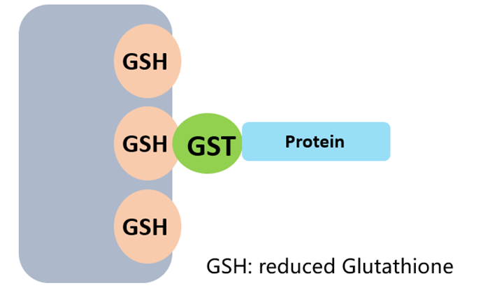 GST标签纯化原理