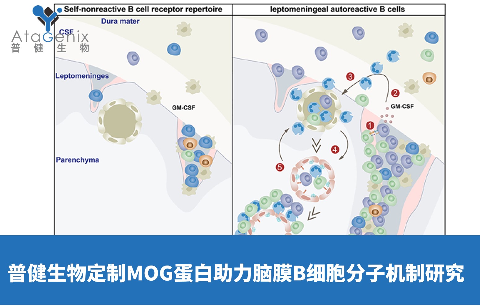 普健生物定制高纯度MOG蛋白支持脑膜B细胞分子机制研究