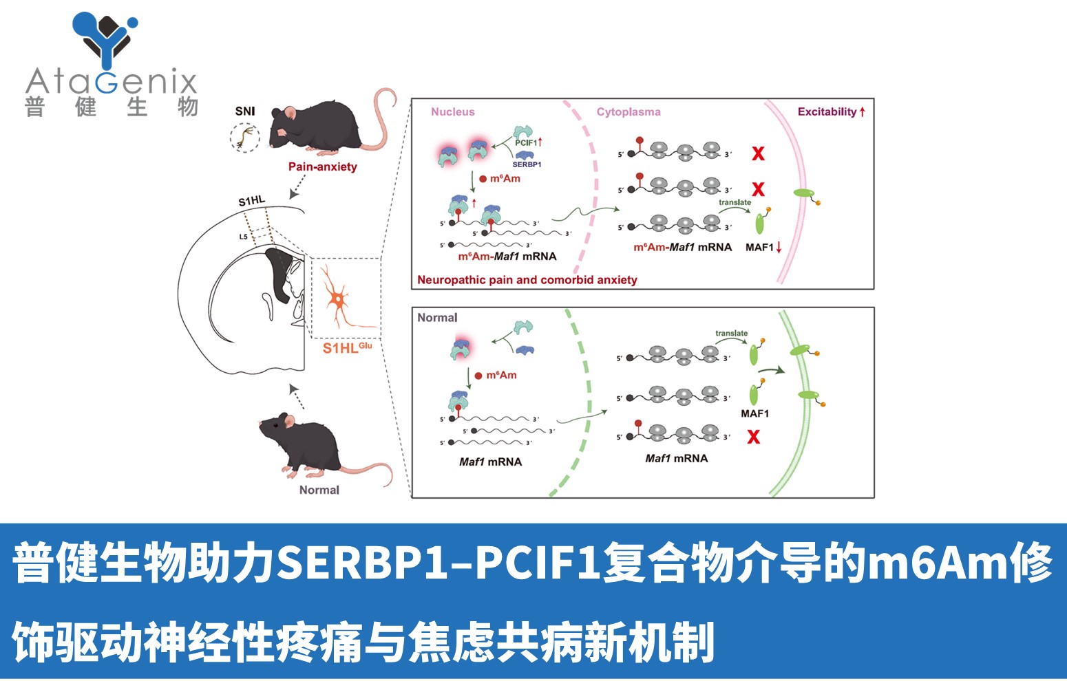 普健生物助力SERBP1–PCIF1复合物介导的m6Am修饰驱动神经性疼痛与焦虑共病新机制